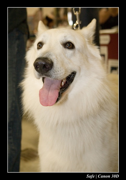 Sep 06 - Salon des animaux de compagnies - 45